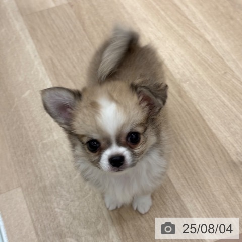 チワワの写真