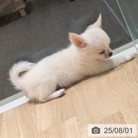 チワワの写真