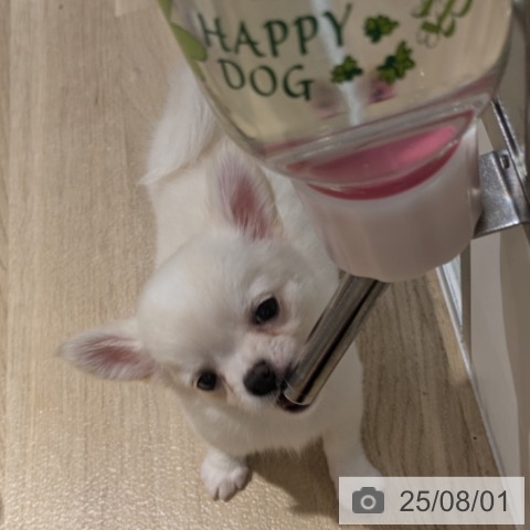 チワワの写真