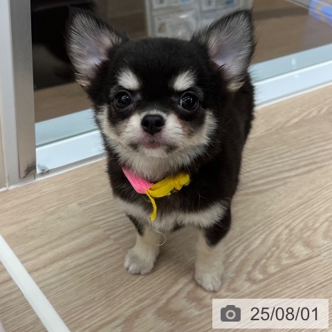 チワワの写真