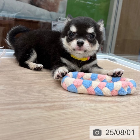 チワワの写真