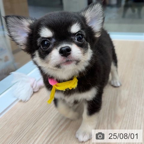 チワワの写真