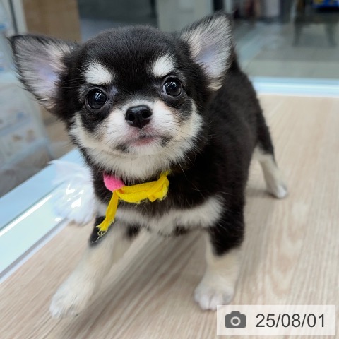 チワワの写真