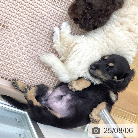 カニーンヘン・ダックスフンドの写真