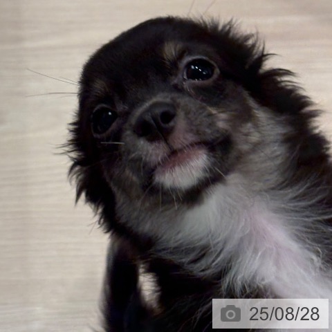 チワワの写真