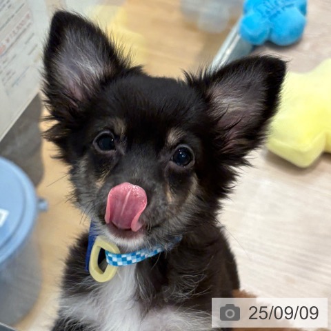 チワワの写真