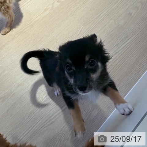 チワワの写真