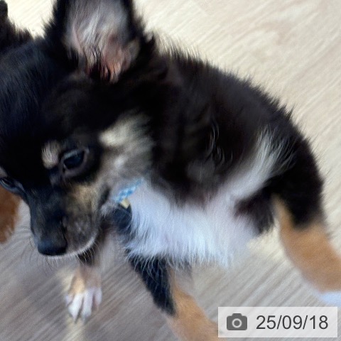 チワワの写真