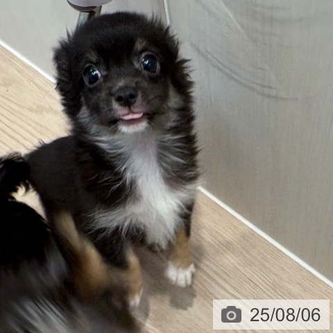 チワワの写真