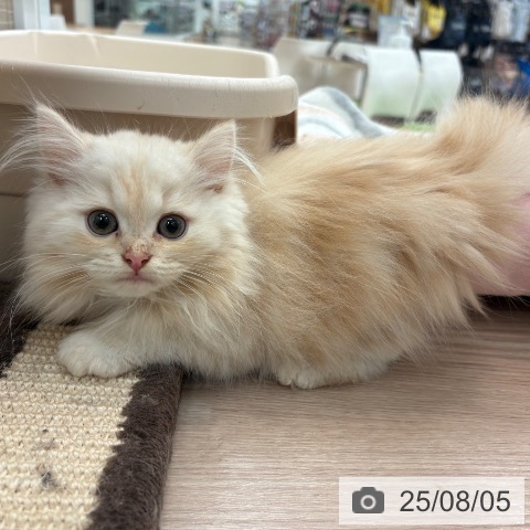 ミヌエットの写真