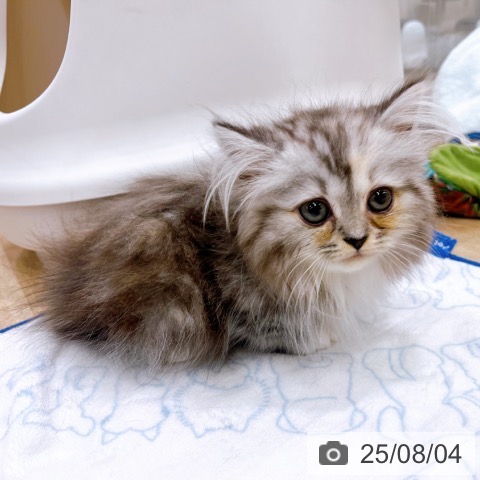 ミヌエットの写真