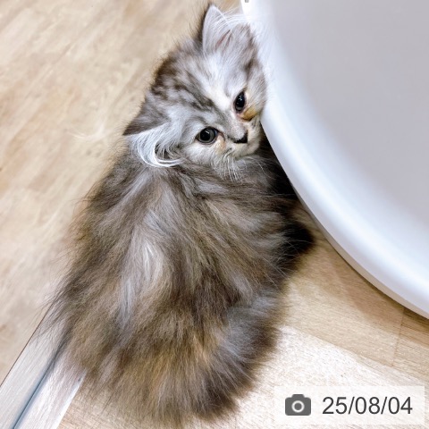ミヌエットの写真