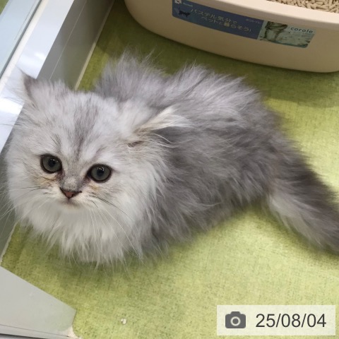 ペルシャの写真