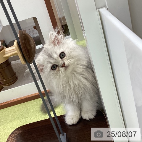 ペルシャの写真
