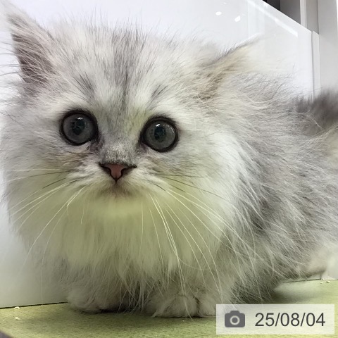 ペルシャの写真