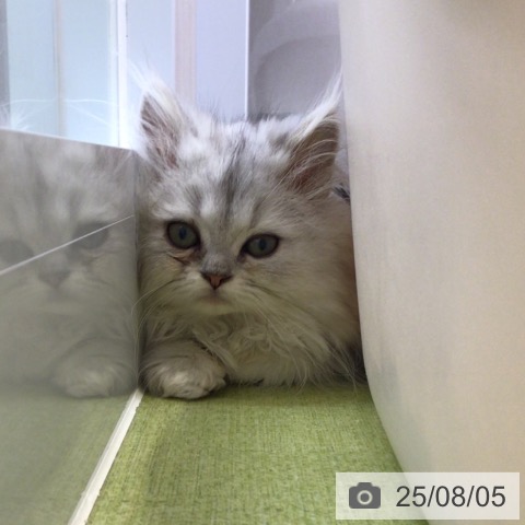 ペルシャの写真