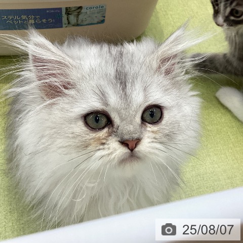 ペルシャの写真