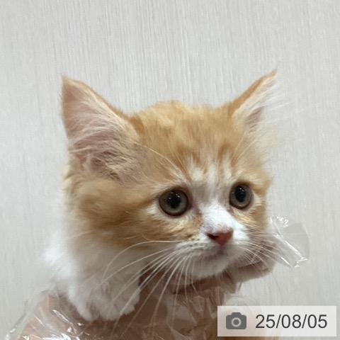 マンチカンの写真