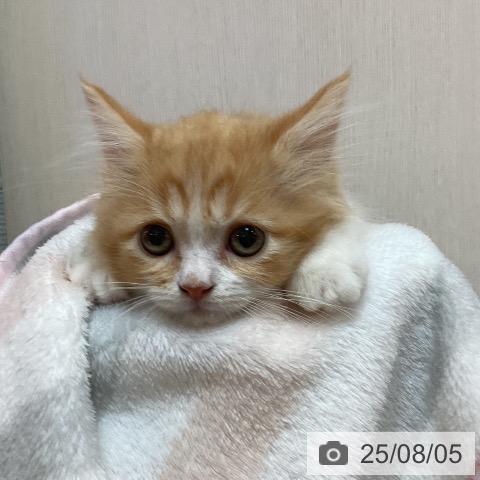 マンチカンの写真