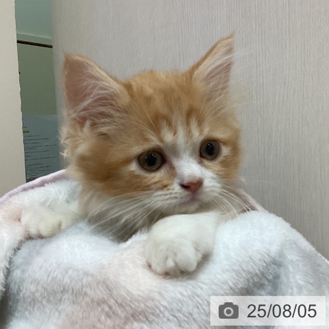 マンチカンの写真