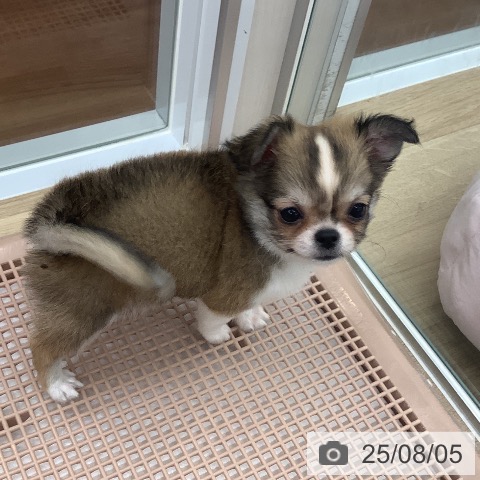 チワワの写真