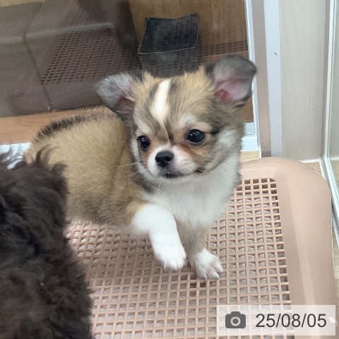 チワワの写真