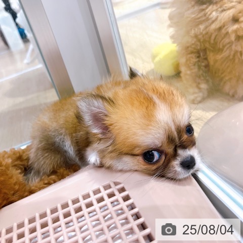 チワワの写真