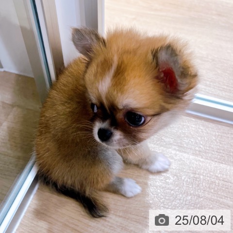 チワワの写真