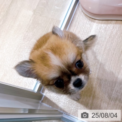 チワワの写真
