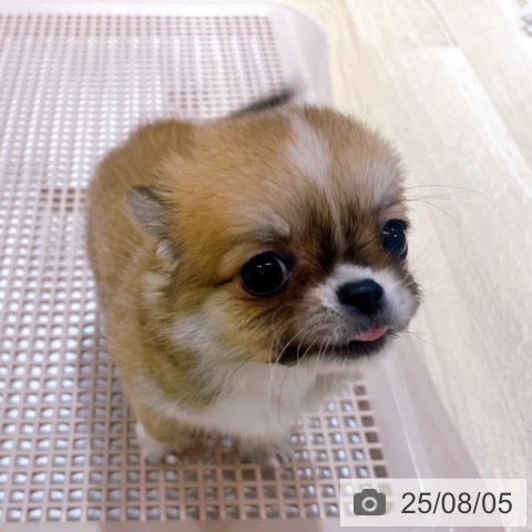 チワワの写真