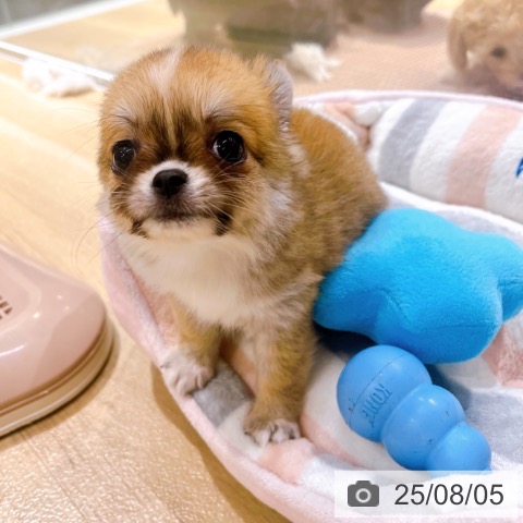 チワワの写真