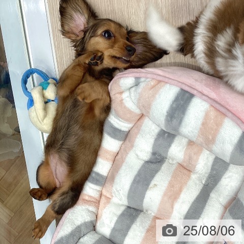ミニチュア・ダックスフンドの写真