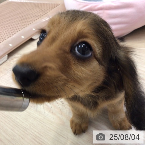 ミニチュア・ダックスフンドの写真