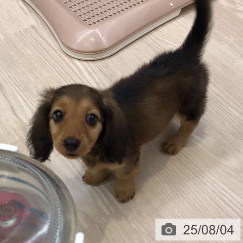 ミニチュア・ダックスフンドの写真