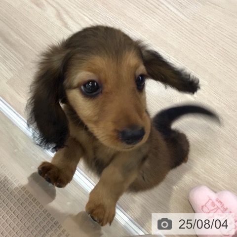 ミニチュア・ダックスフンドの写真