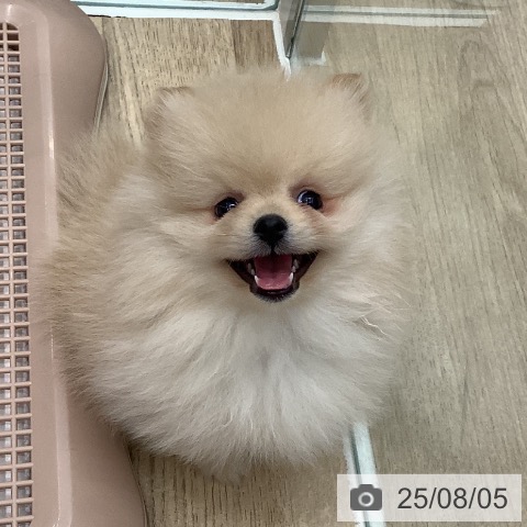 ポメラニアンの写真