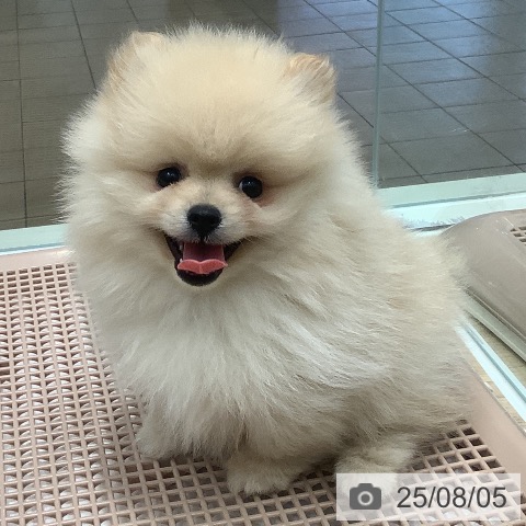 ポメラニアンの写真