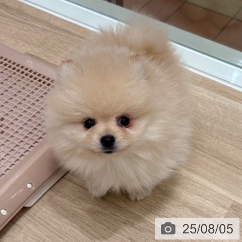 ポメラニアンの写真