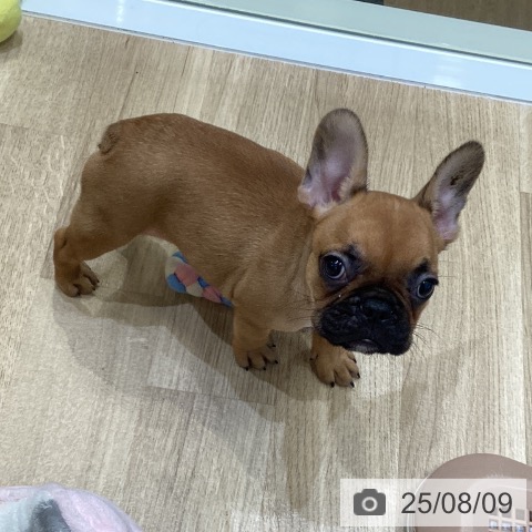 フレンチ・ブルドッグの写真