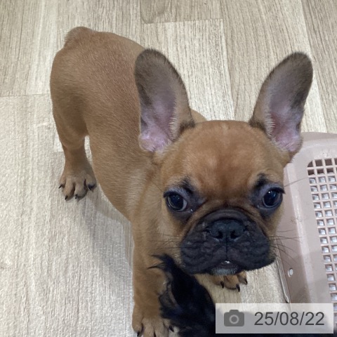 フレンチ・ブルドッグの写真