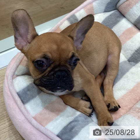 フレンチ・ブルドッグの写真