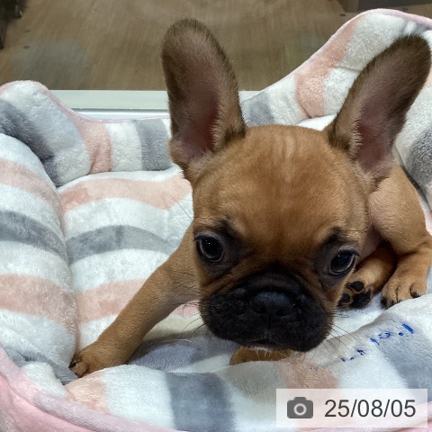 フレンチ・ブルドッグの写真