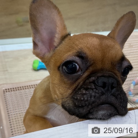 フレンチ・ブルドッグの写真