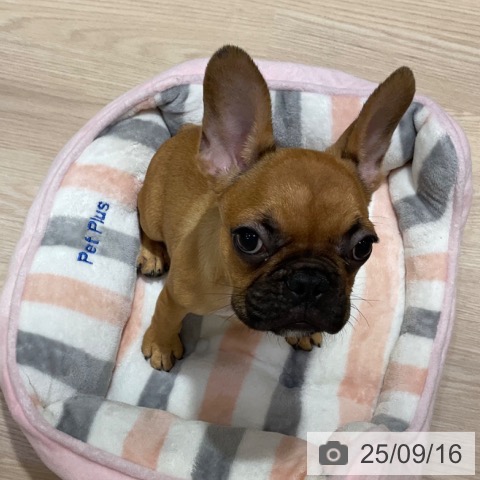 フレンチ・ブルドッグの写真