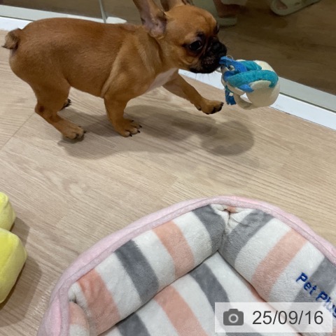 フレンチ・ブルドッグの写真