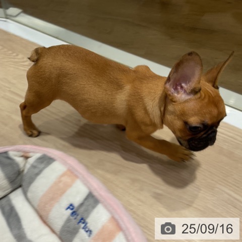 フレンチ・ブルドッグの写真