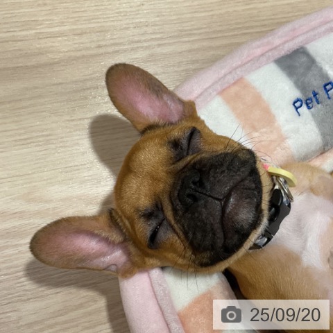 フレンチ・ブルドッグの写真