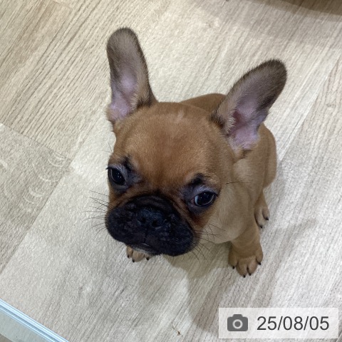 フレンチ・ブルドッグの写真