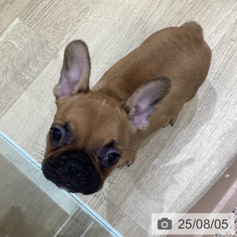 フレンチ・ブルドッグの写真
