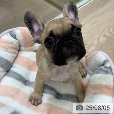 フレンチ・ブルドッグの写真